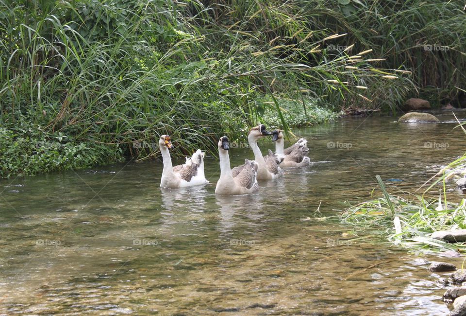 Geese on stream