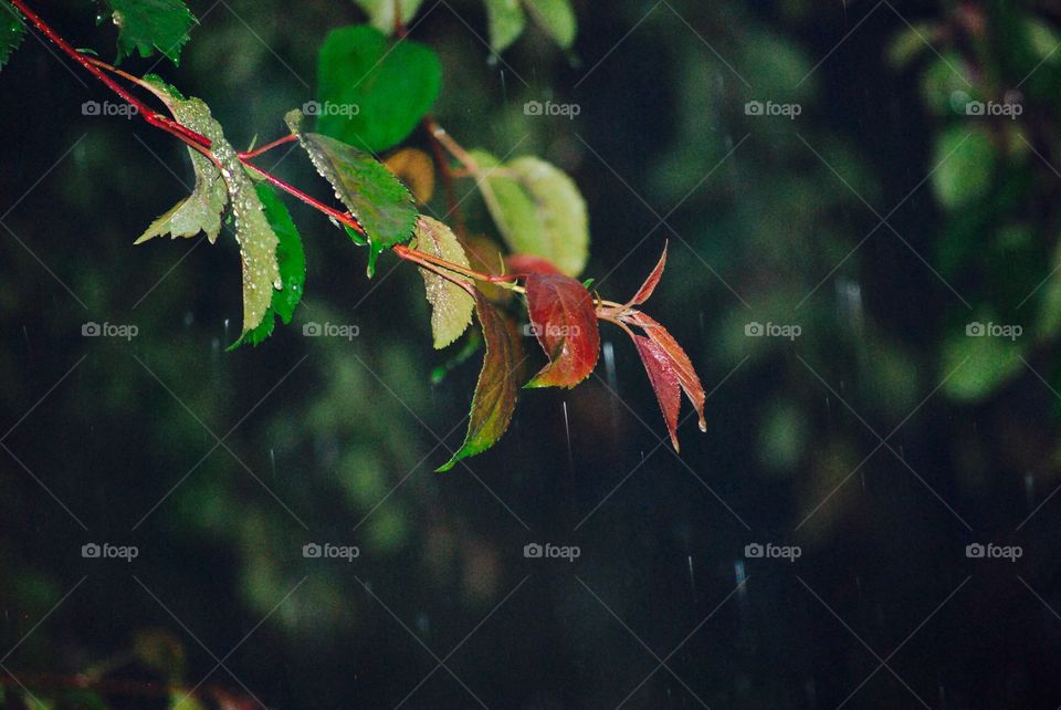 Summer rain