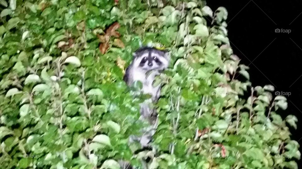 Racoon up a pear tree