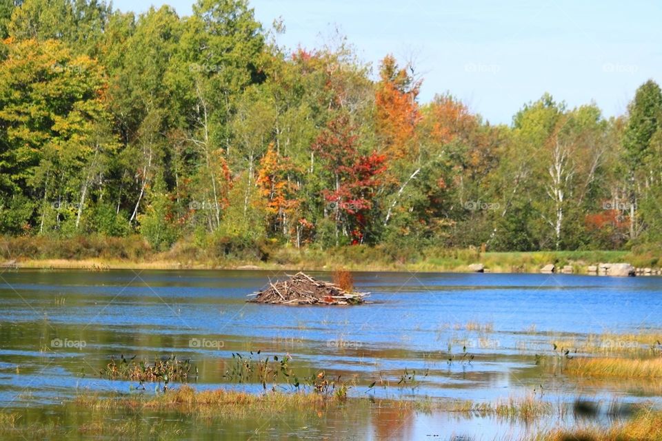 Beaver Dam in Fall 