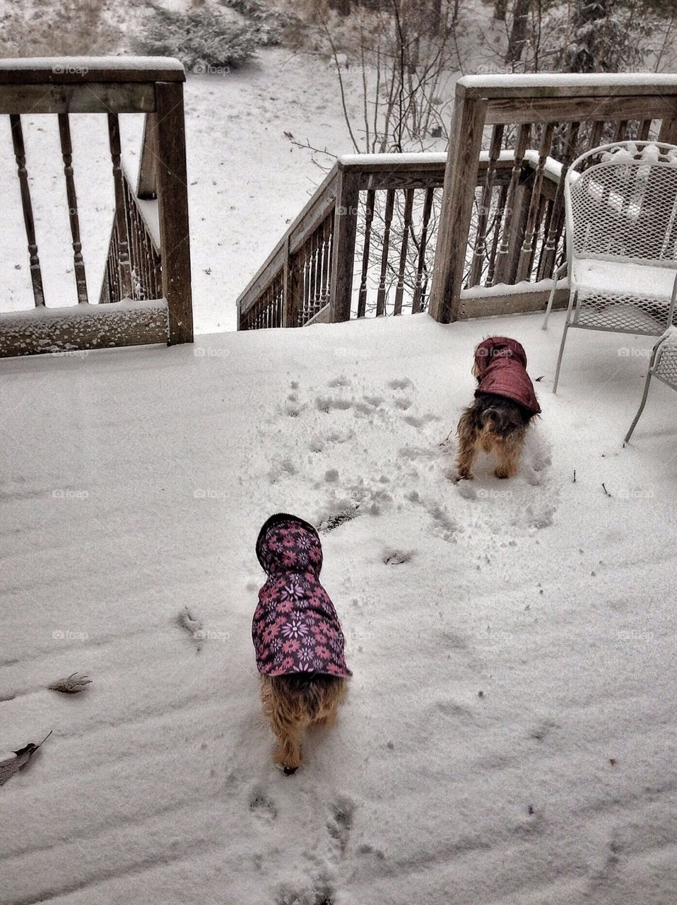 Venturing out into the snow with new coats on