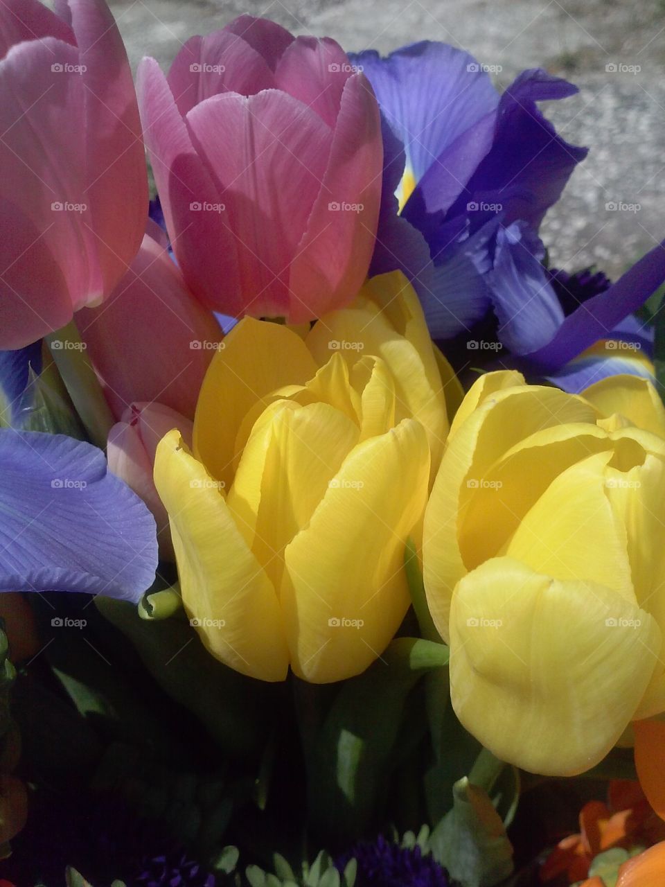 Spring!. Tulips are my favorite flower!