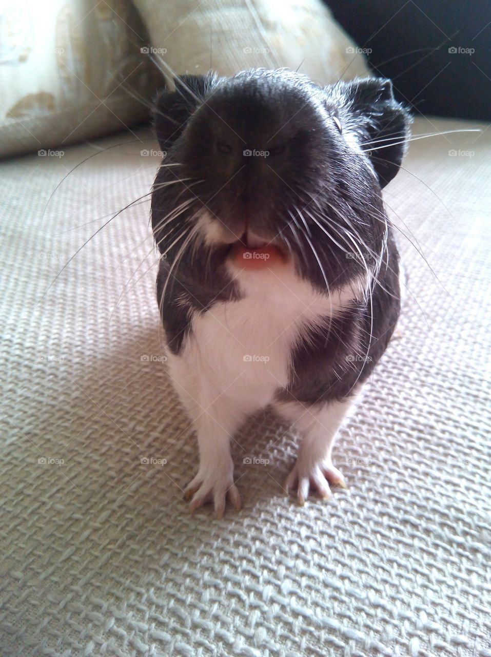 pet guinea pig