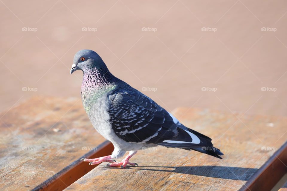 Pigeon on the tabletop 