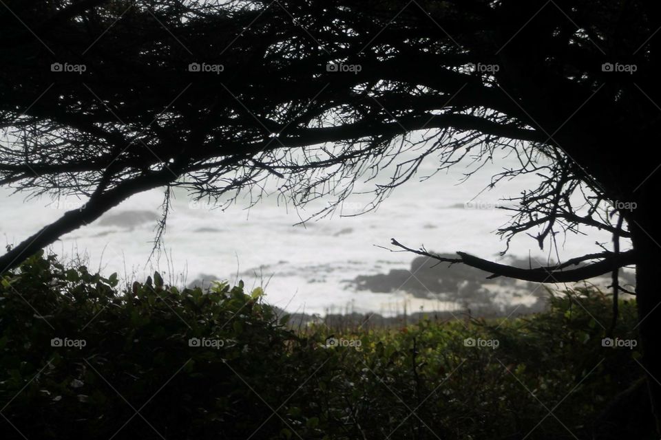 Peek through the trees. Oregon beach storm 
