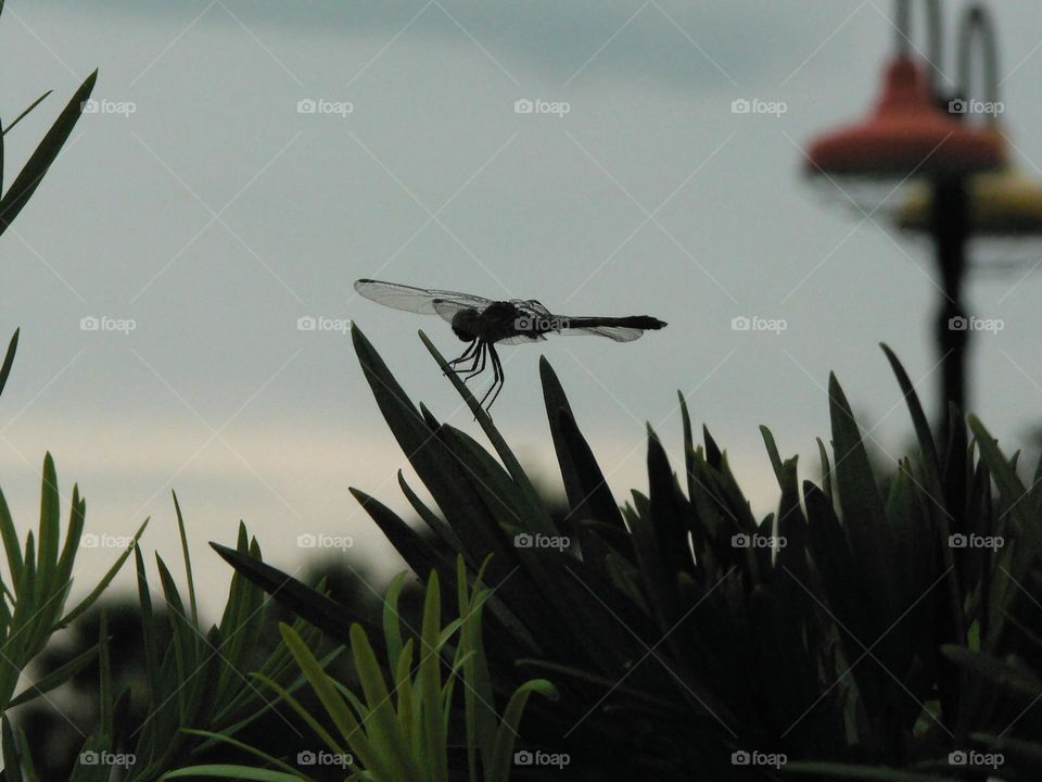 Dragonfly during summer time at the park for kids at the splash pads in the evening resting and holding a long grass on a plant focus sideways.