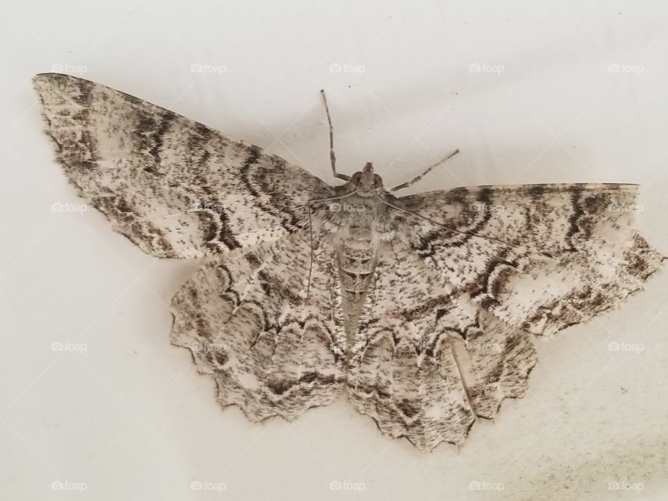 moth