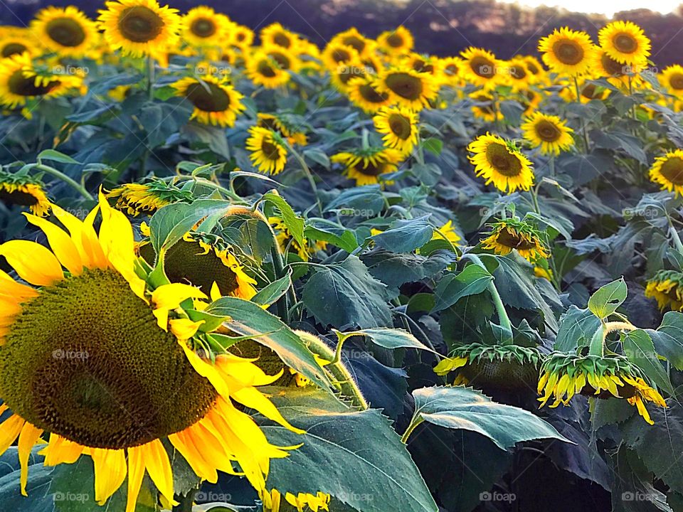 Large wilting sunflower at sunset in field of sunflowers 