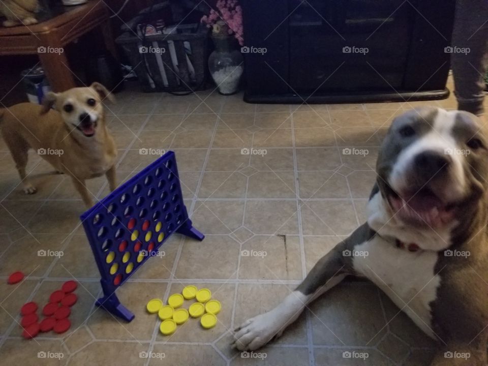 Who says dogs don't have fun.  These two are enjoying their play date while playing connect four.