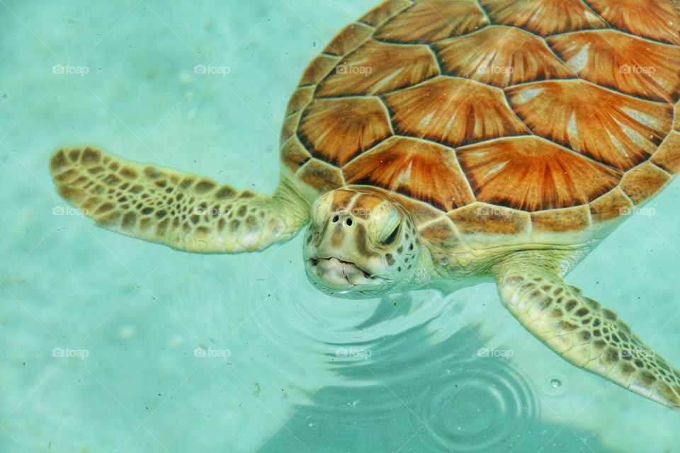 water tourtle swimming