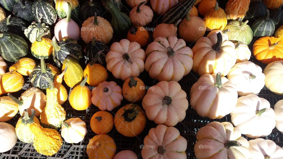 my shadow on pumpkins small and big fruits of pumpkin in different colours yellow orange green waiting for Halloween ideas