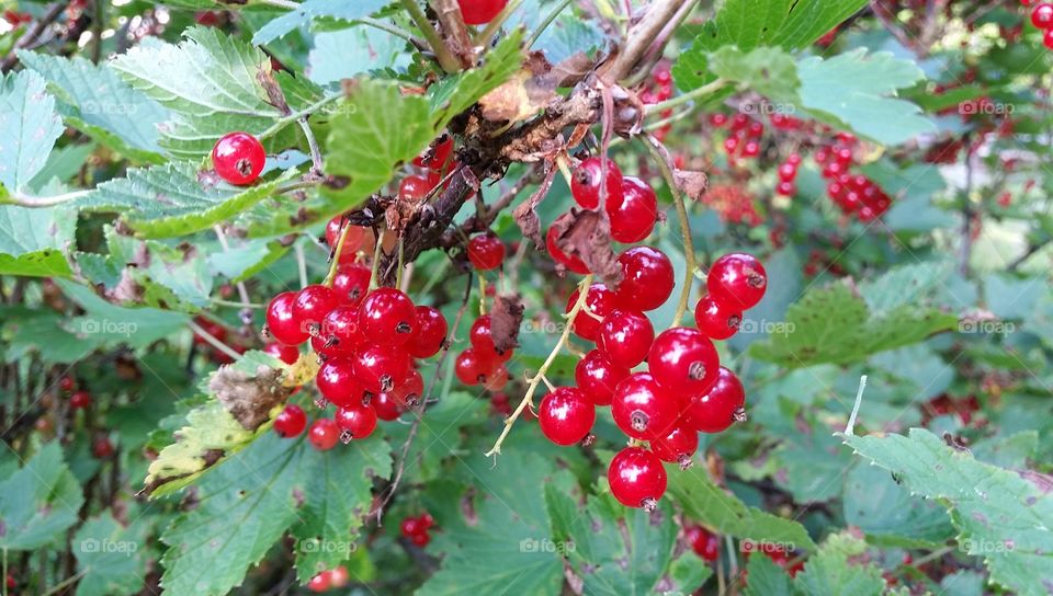 currants