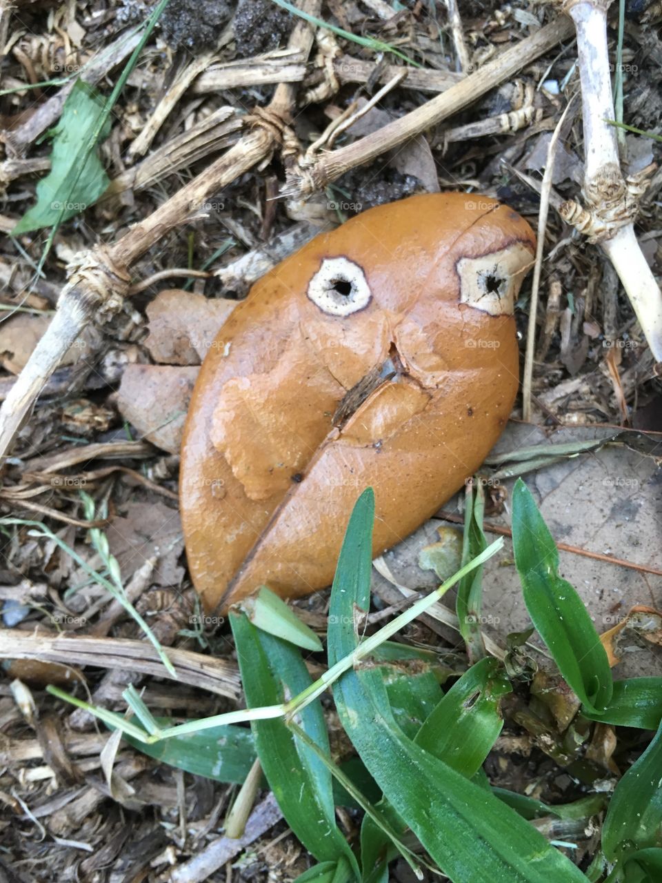 Brown leaf with a face 🍁