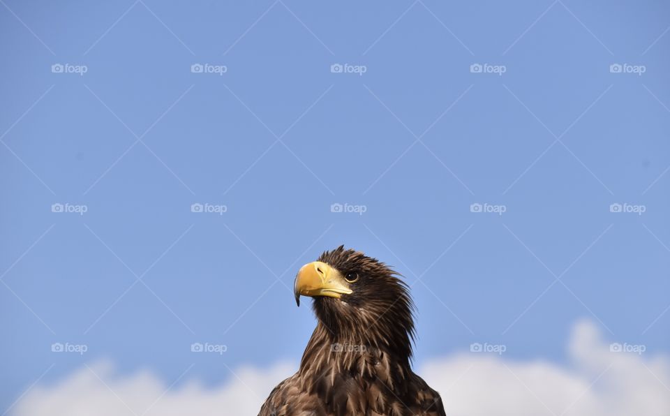 Bald Eagle Portrait 