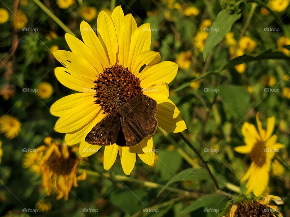 Allowing a small wild sunflower patch to grow in  my backyard improves my soil through phytoremediation; toxins are removed, aeration improved & beneficial micro organism move in. Excellent food for pollinators & birds.A host plant for caterpillars.