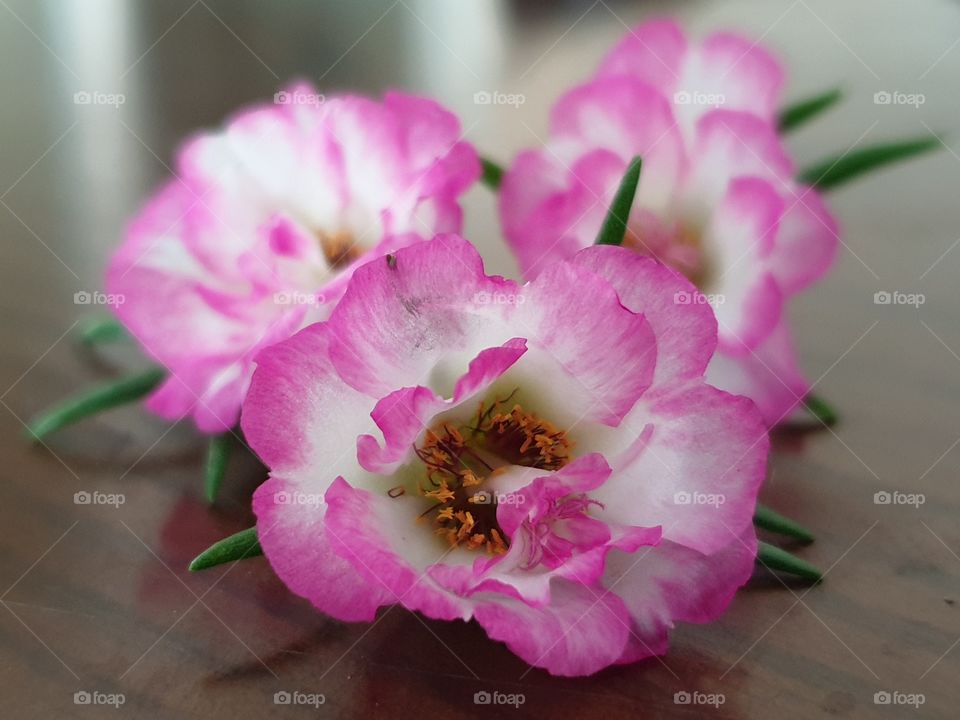 my beautiful Portulaca grandiflora