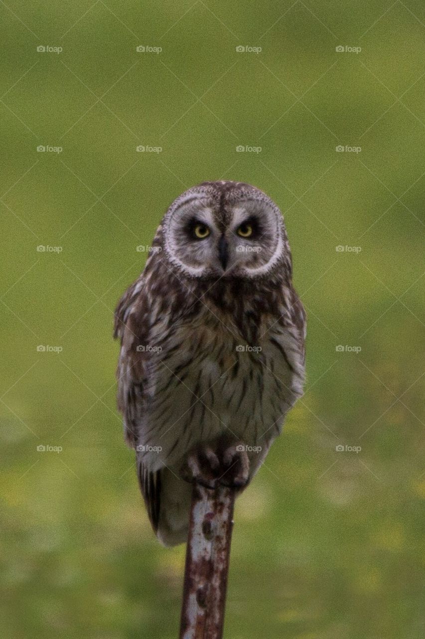 Fence post owl