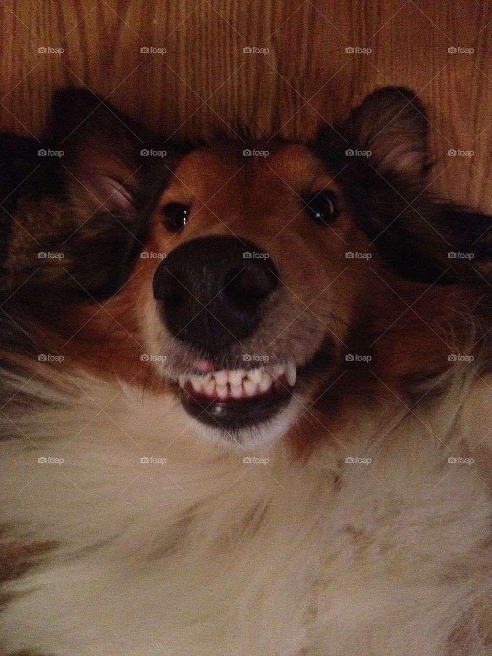 Sheltie Selfie. Sheltie smiling 