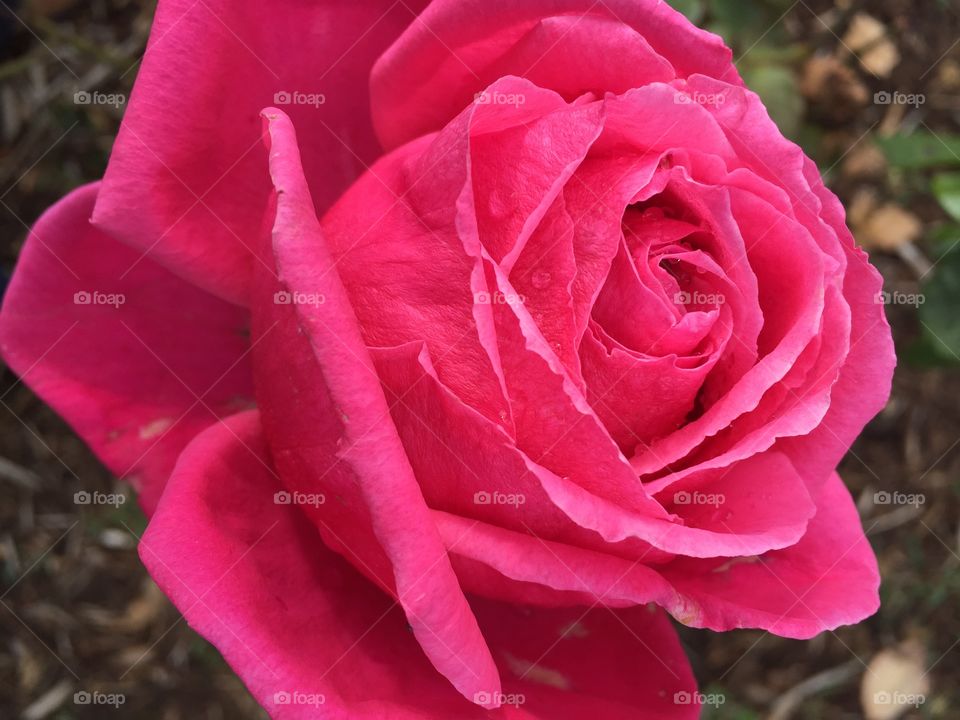 Water drop on red rose