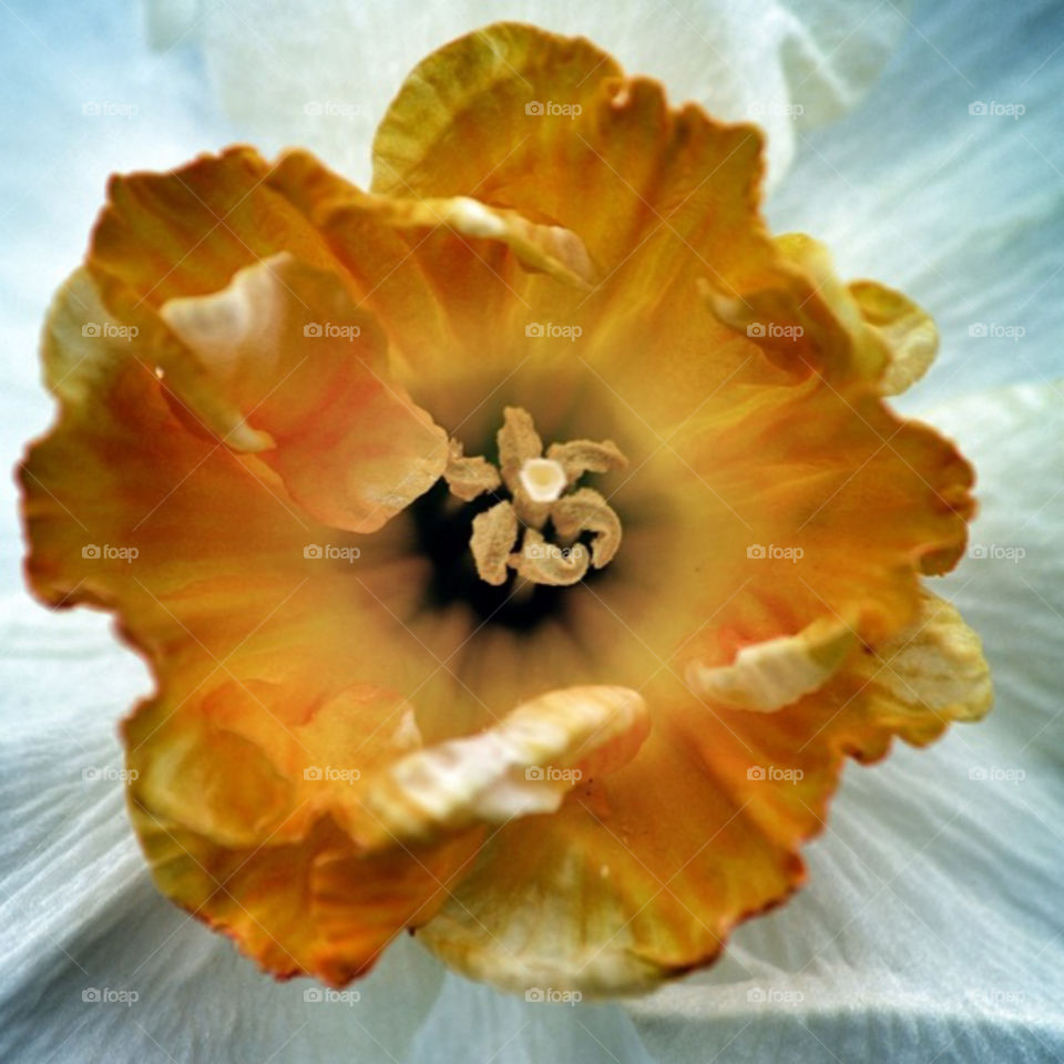 Detailed close-up of a daffodil in bloom.