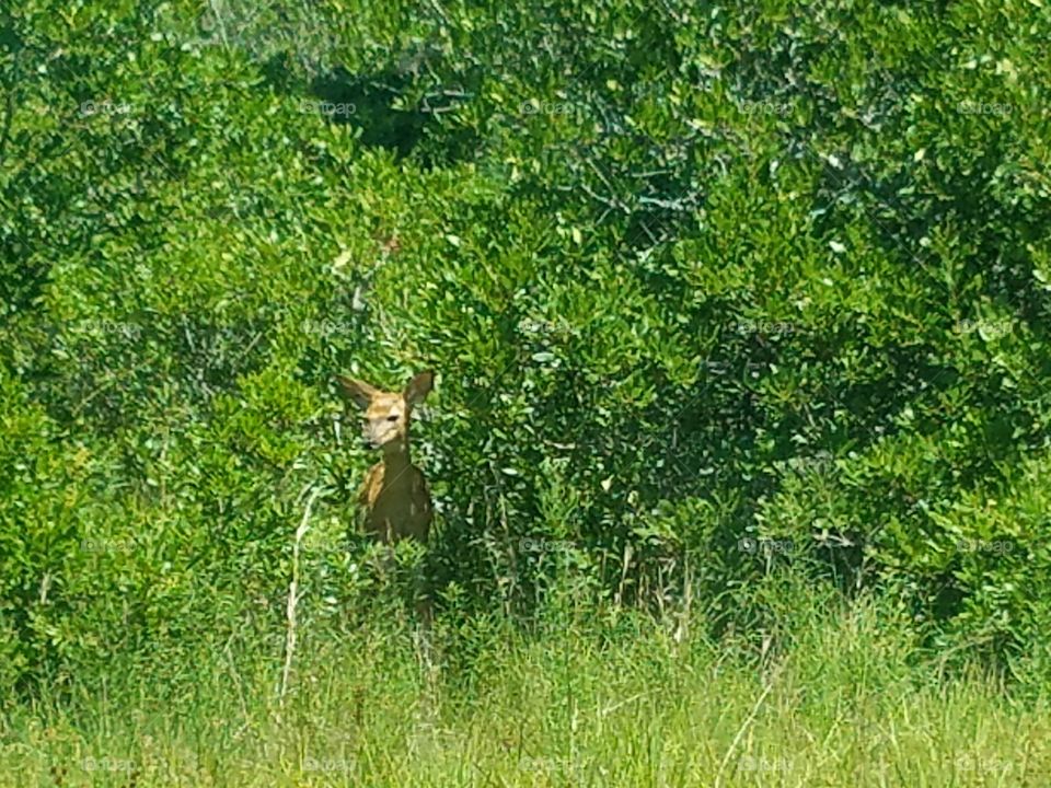 Baby deer in the woods looking for mom , assateague island, Maryland