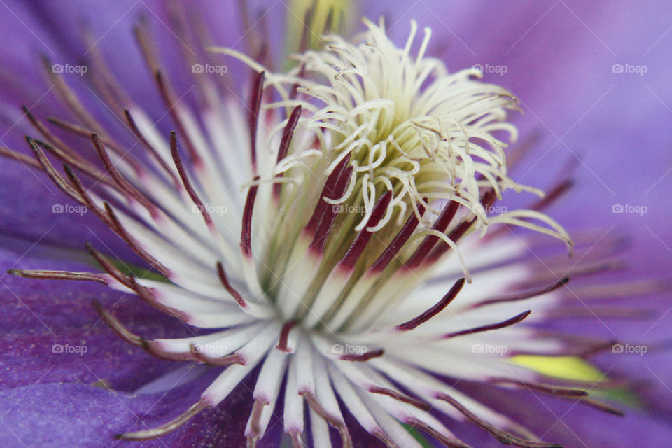 Purple flower micro fresh pollen