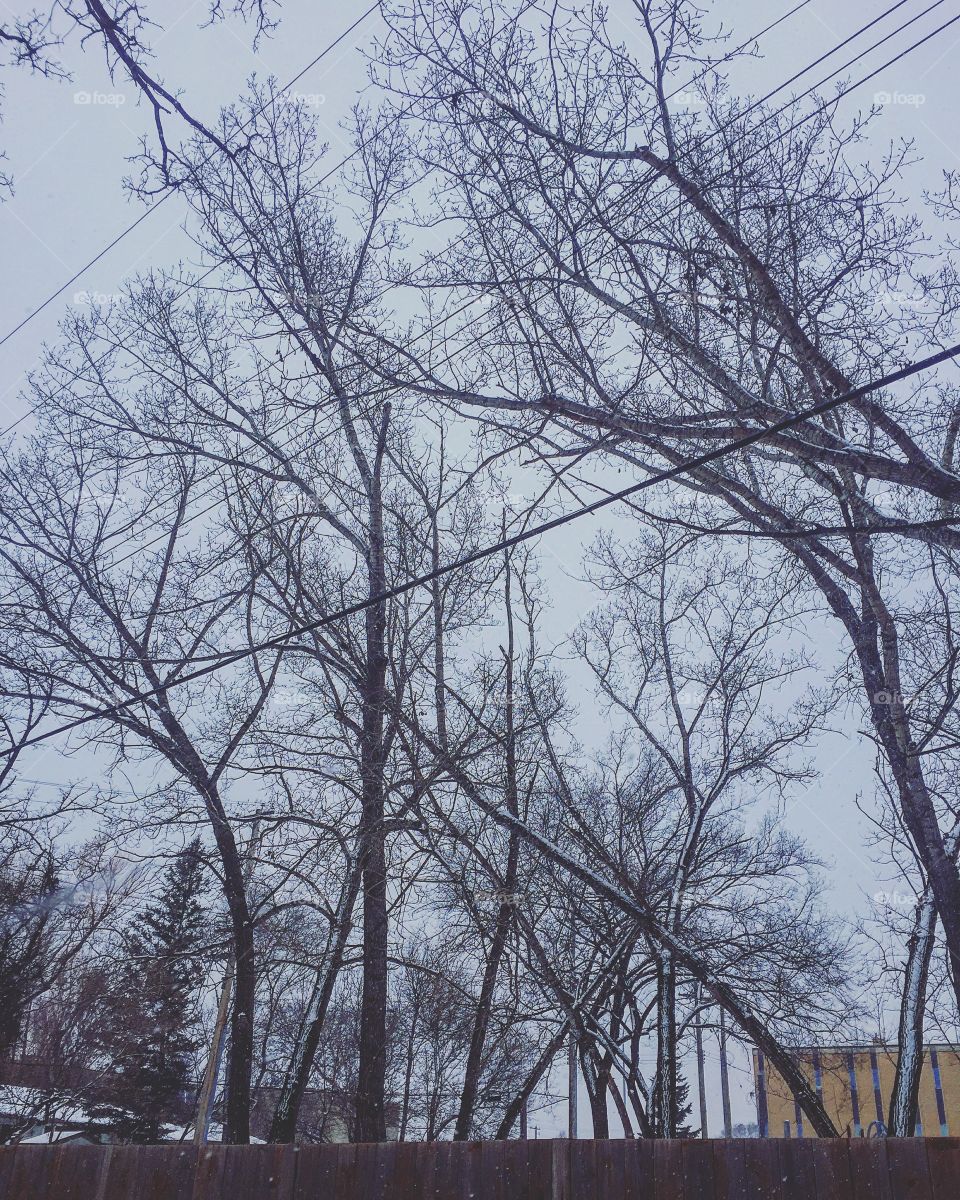 Tree, Branch, Wood, Winter, Season
