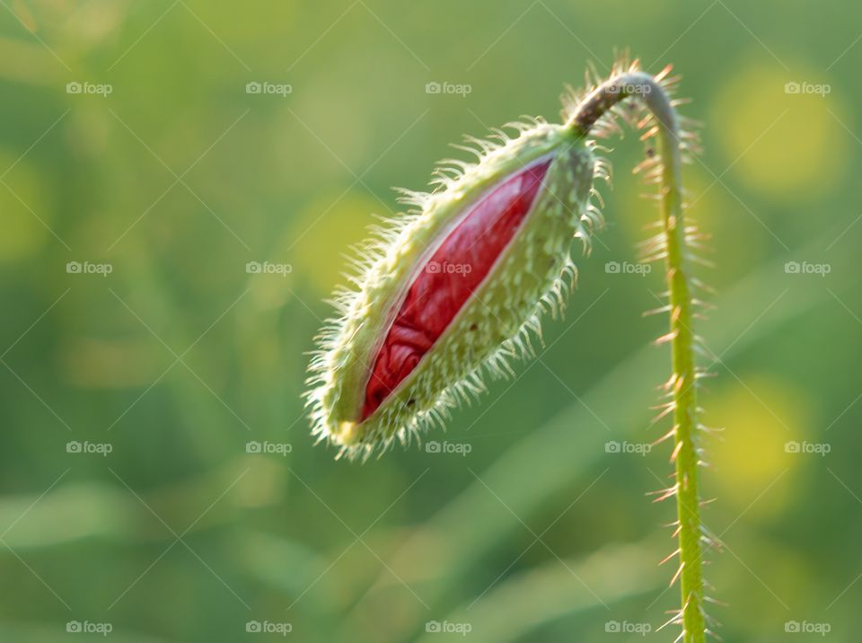 Poppy on sunlight 