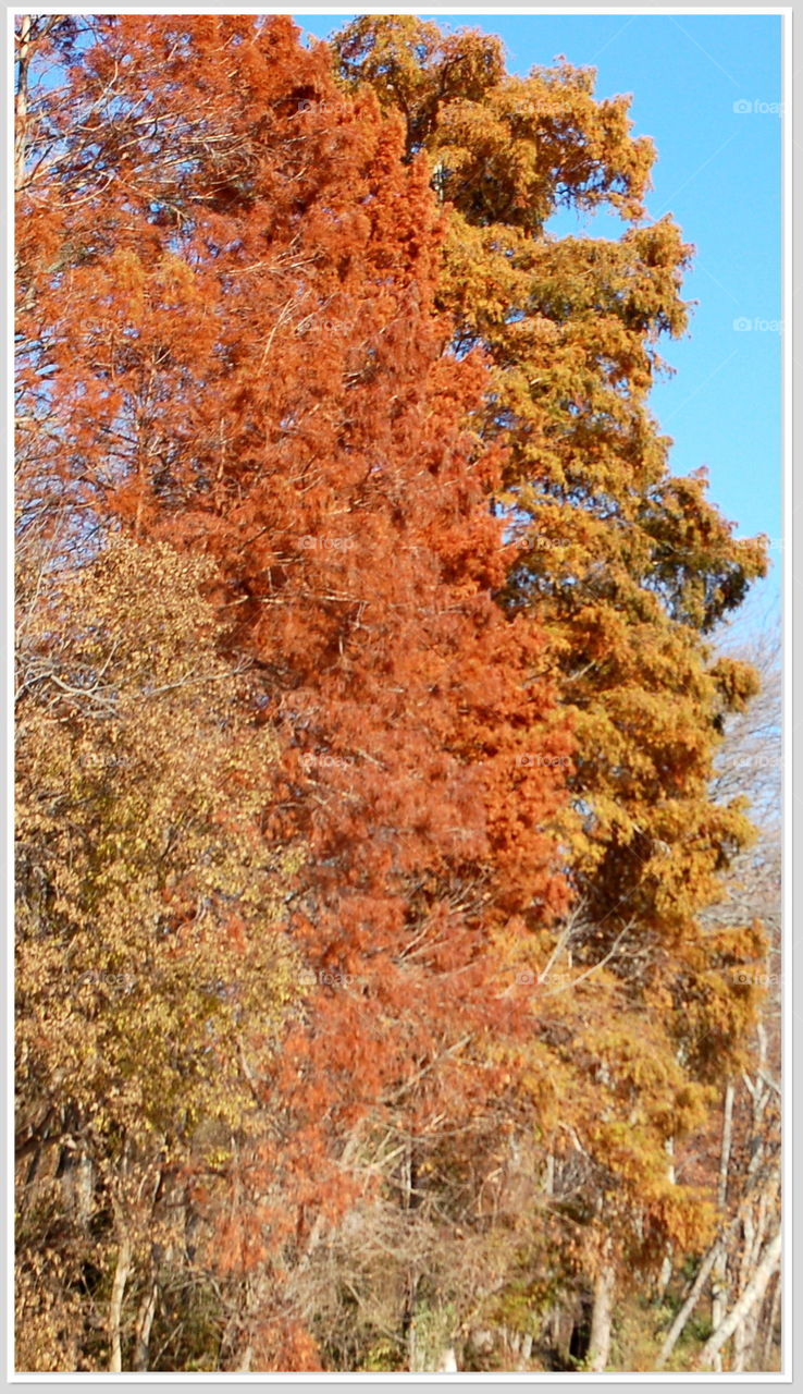 Fall foliage 