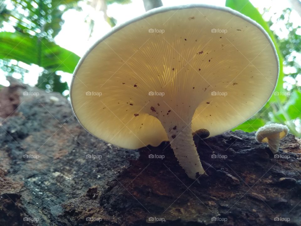 golden mushroom
