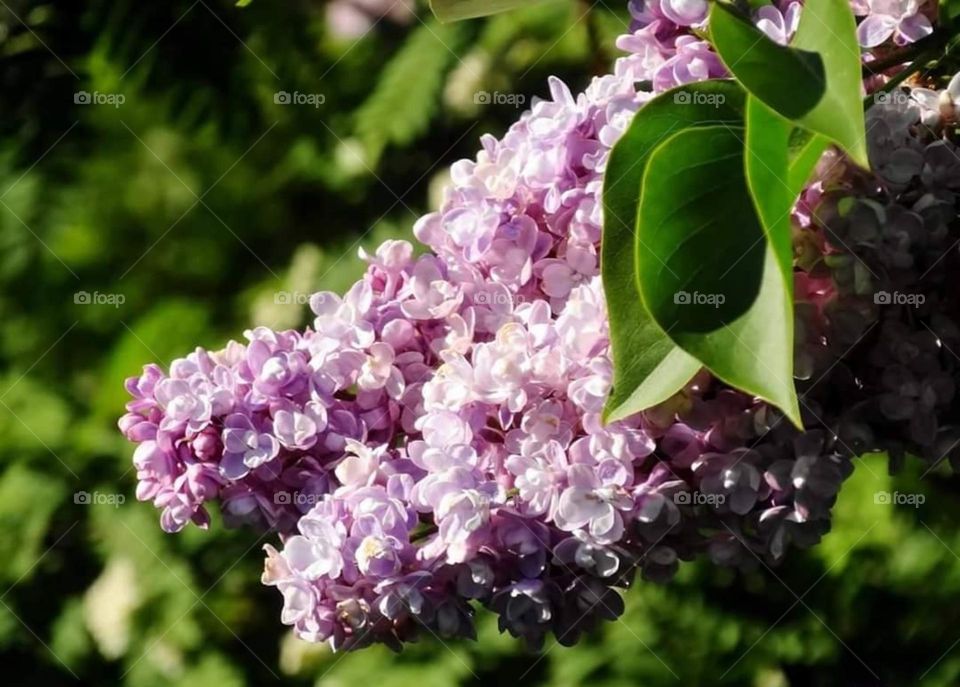 Purple lilac