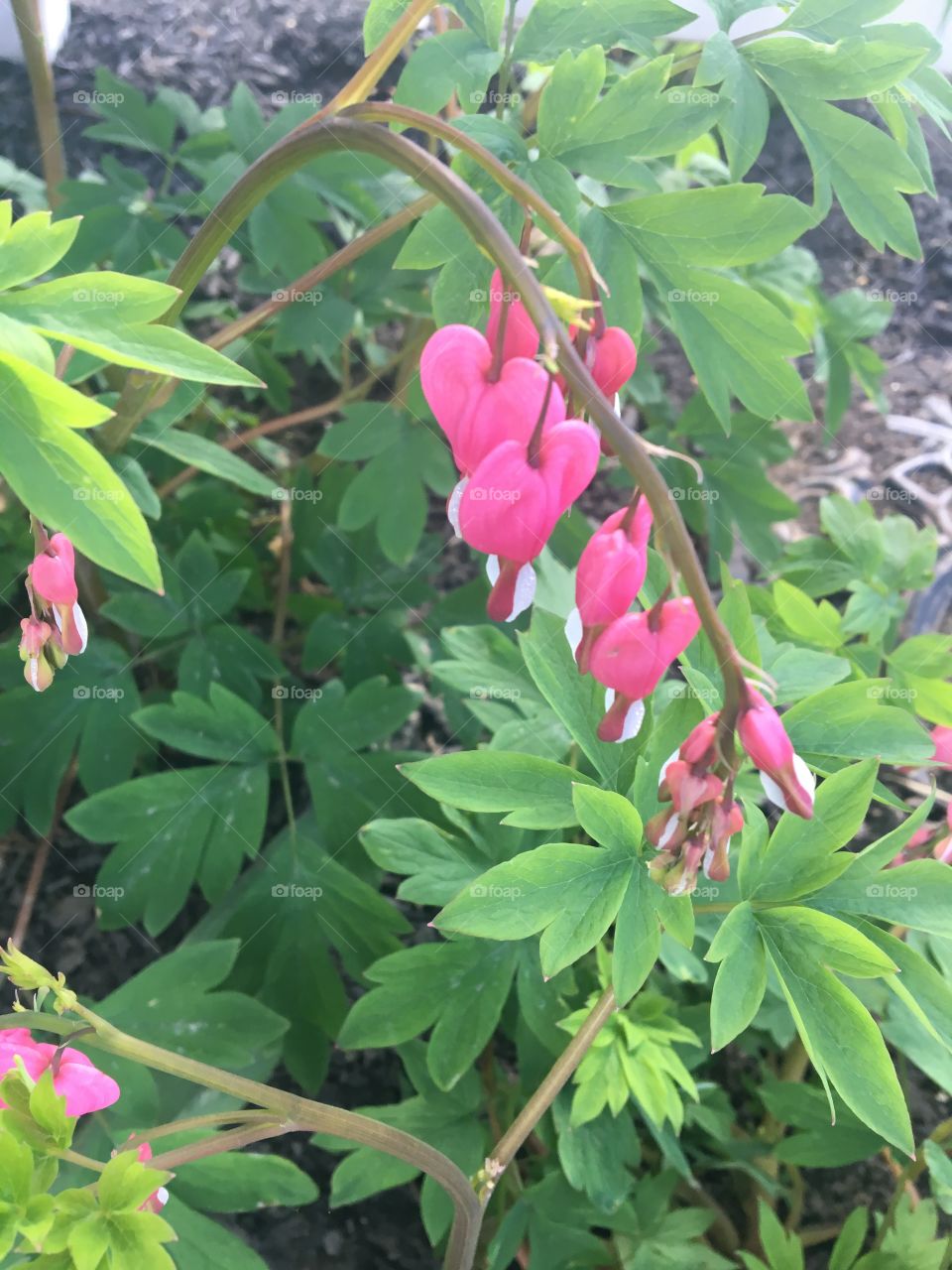 Bleeding hearts 