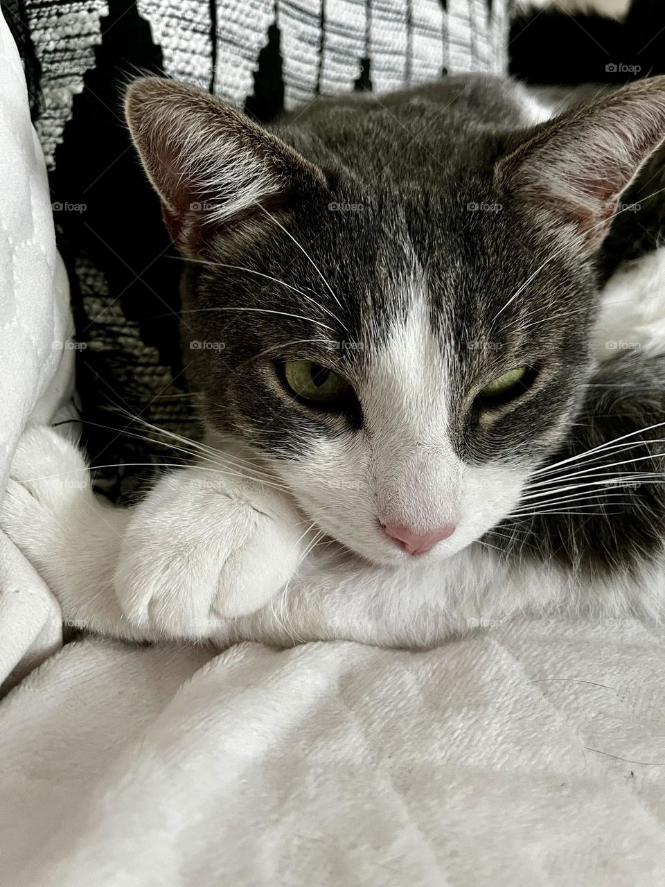 Upon a white blanket, the cat's repose,
In shades of gray and white, a dreamland it chose.
Peaceful slumber, a tranquil sight,
Soft fur, a blend of hues, a sleep so light. 🐾😴