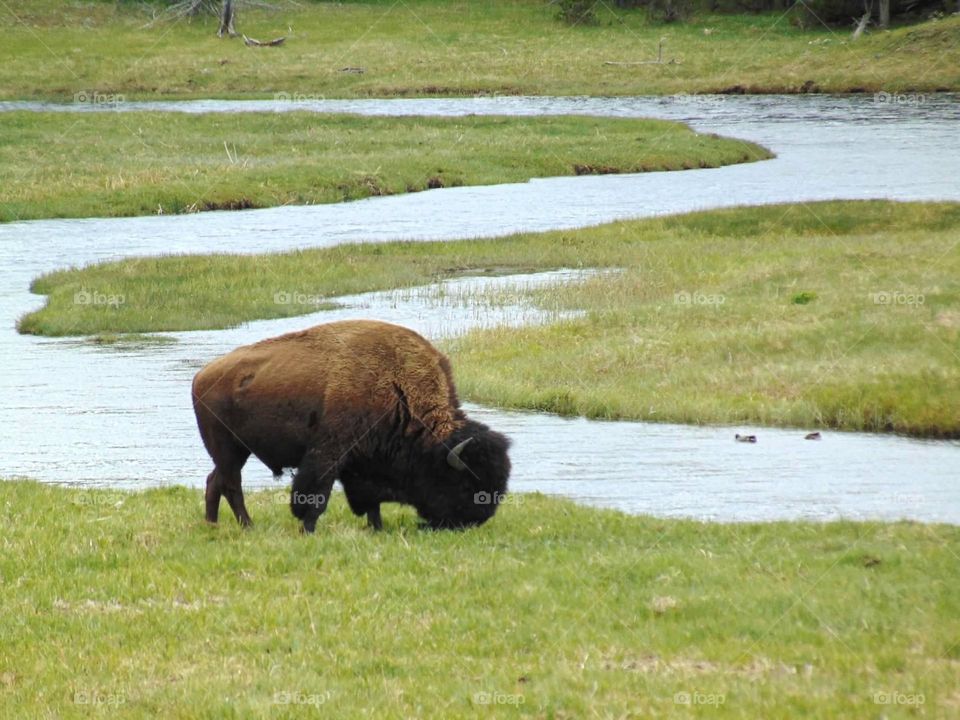 Bison grazing near a small river in Yellowstone National Park. 