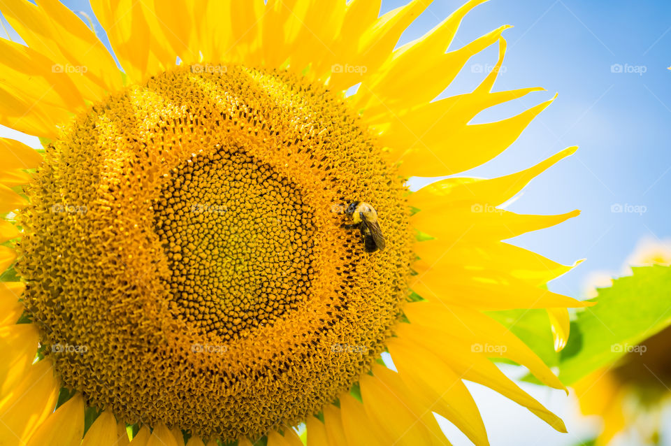 Close-up of sunflower
