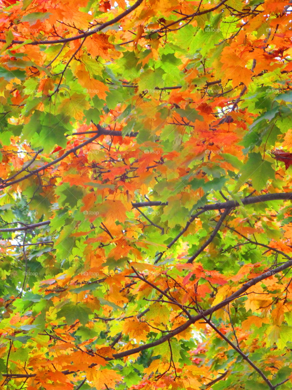 Orange , green , leaves 