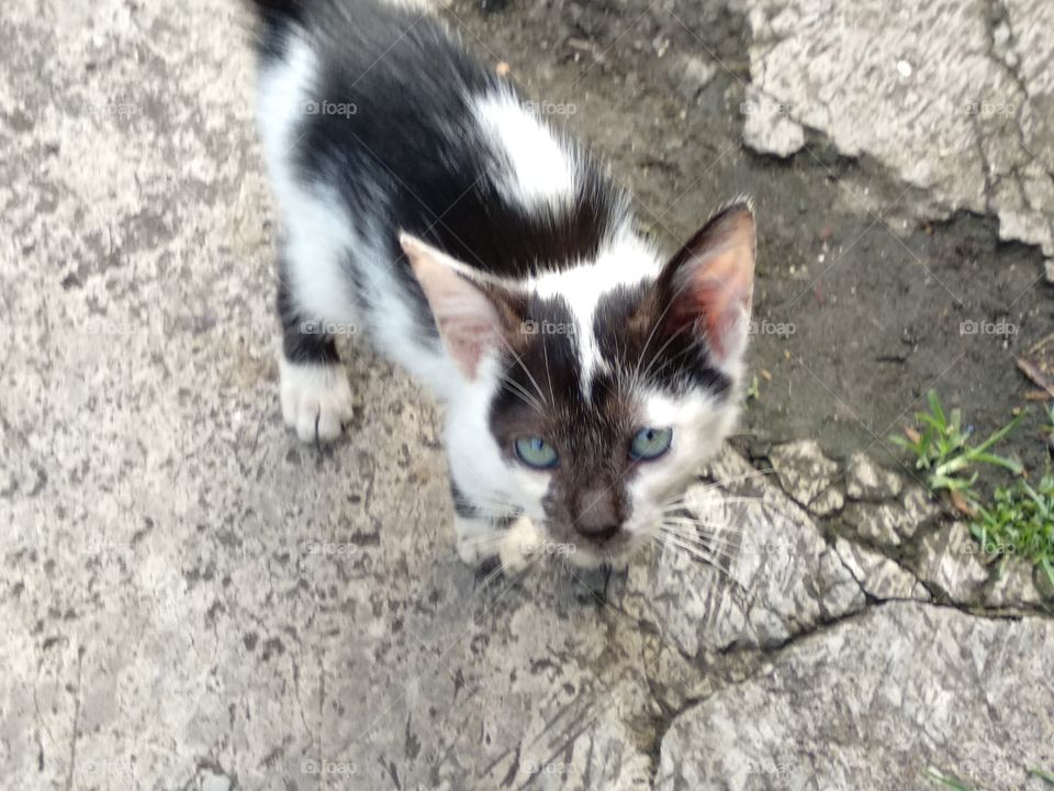 A Cute Kitten