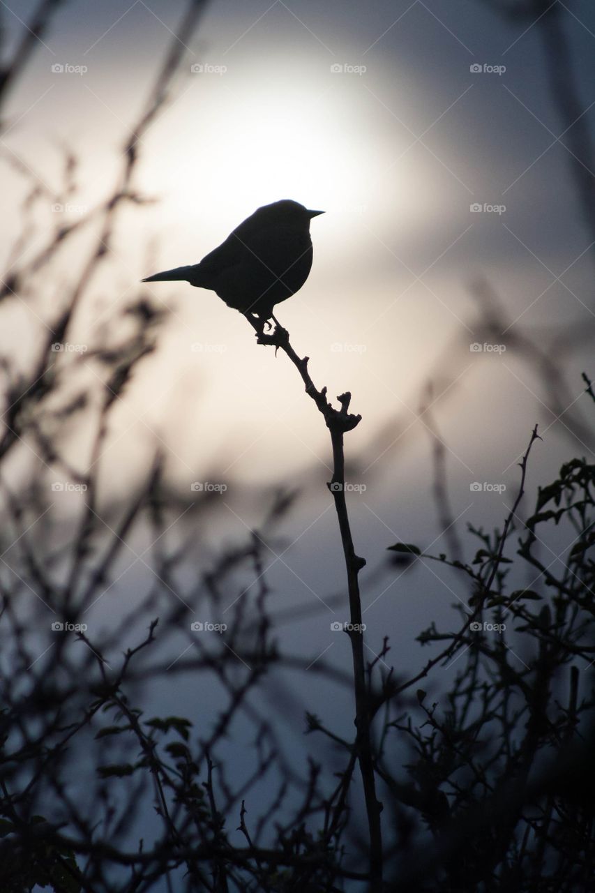Silhouettes of a bird glowing purple 