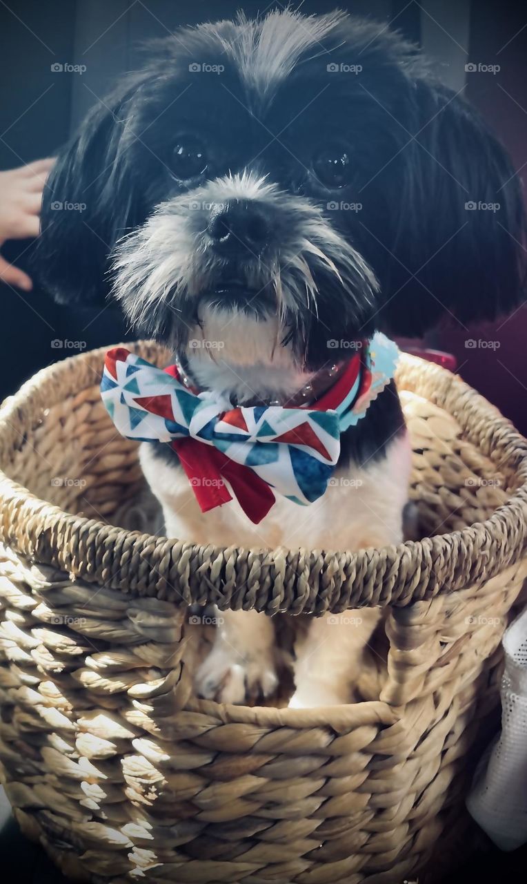 Shih Tzu ✨mascota del hogar 🏠