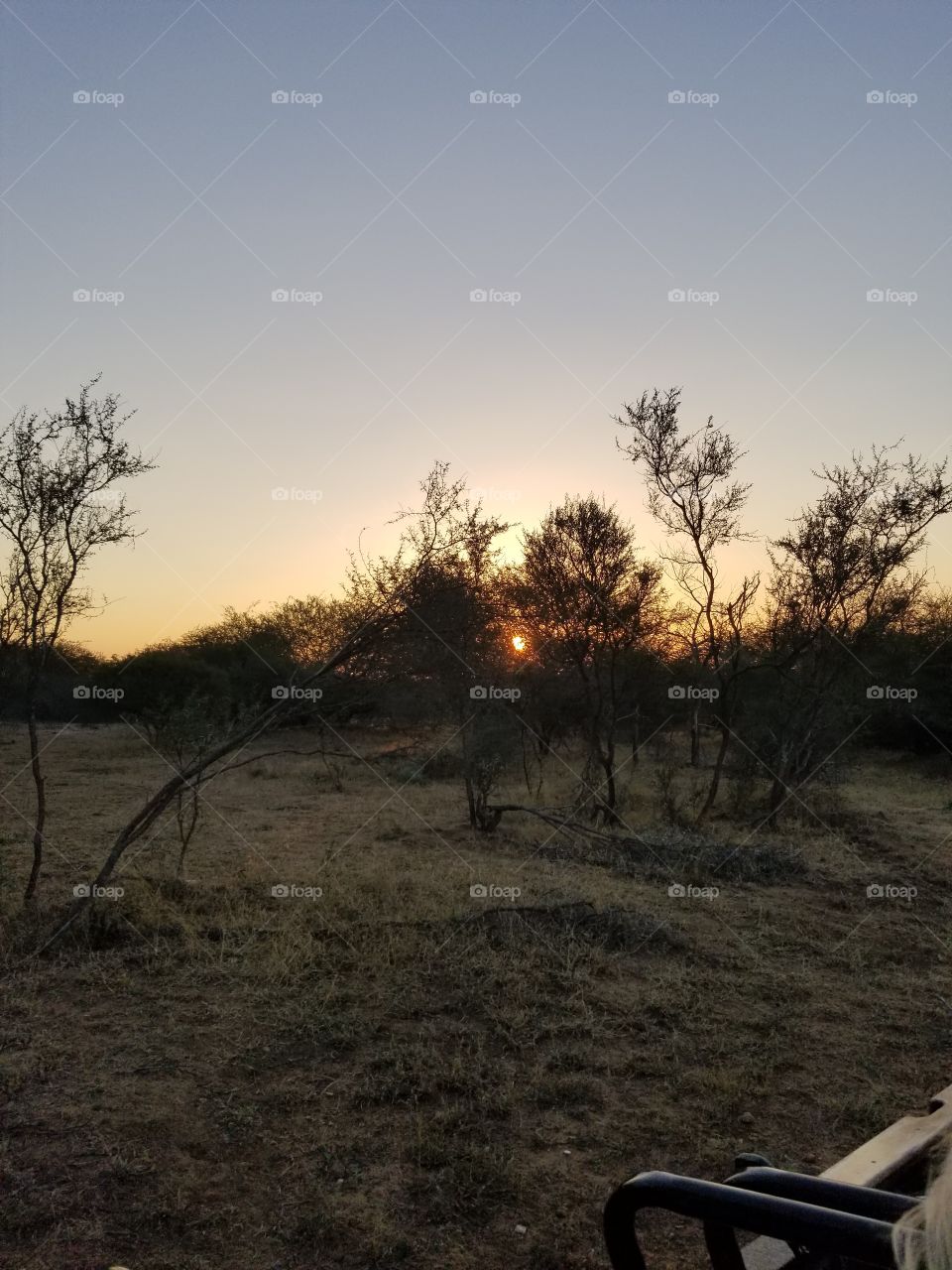 South African safari sunset