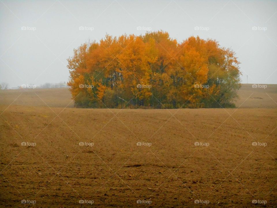 View of autumn trees