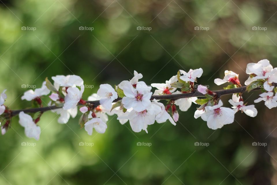 Branch with white flowers in natural background
