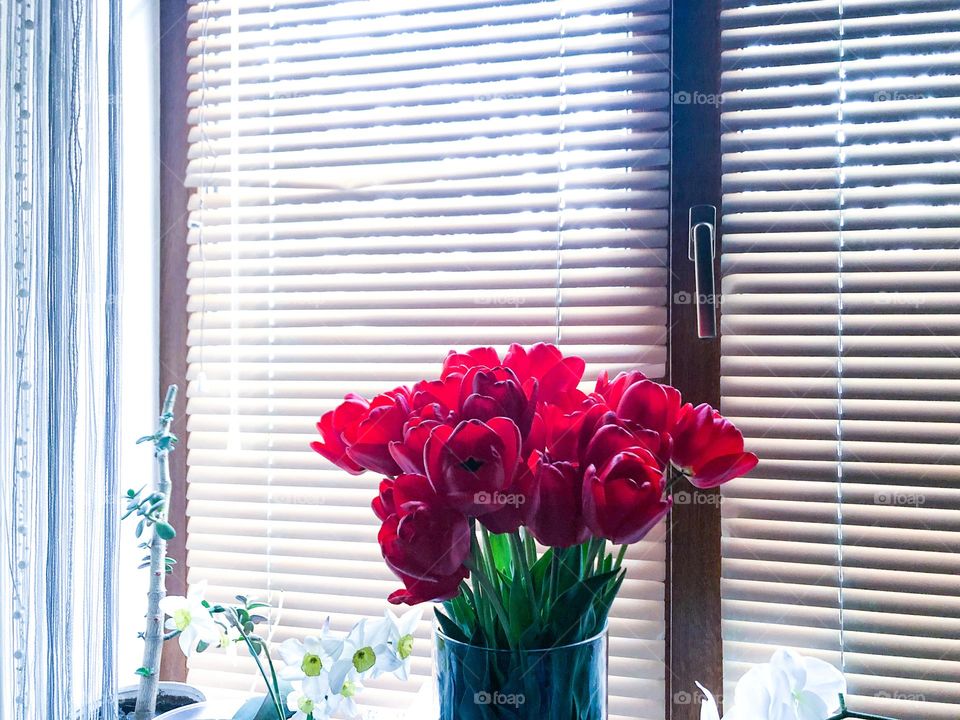 Red tulips in a vase, white daffodils from Grandma’s garden and other flowers on the windowsill 