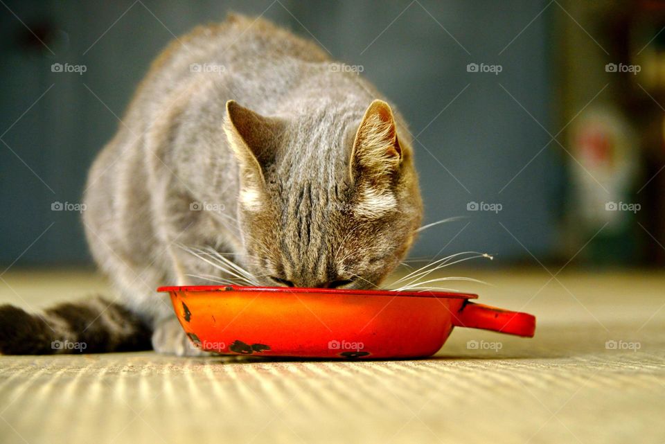 the cat eats breakfast