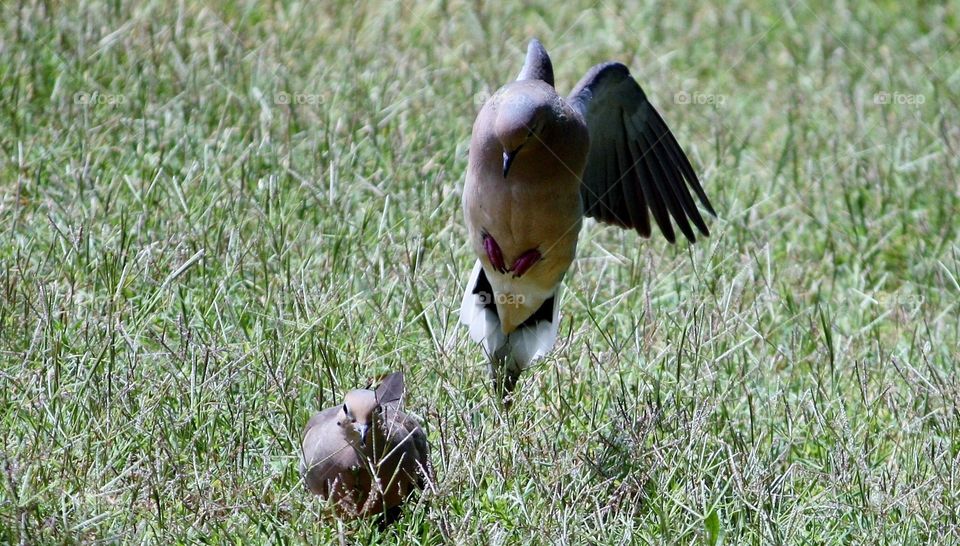 Mourning Doves