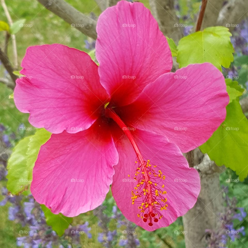 Hot Pink Hibiscus