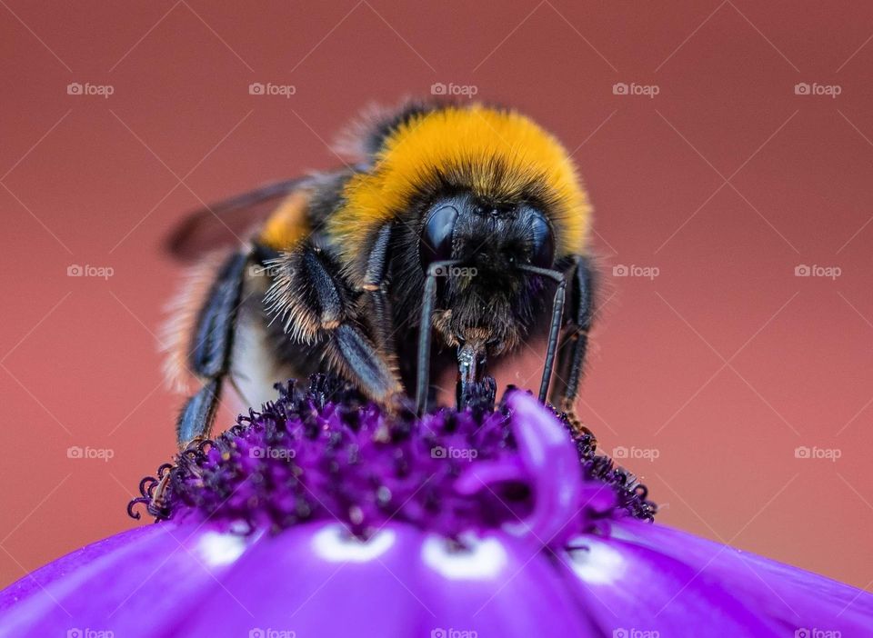 Bumblebee. Safe the bee day.