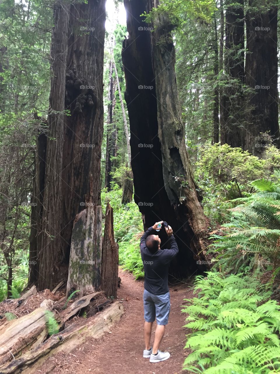 Giant redwood forest 
