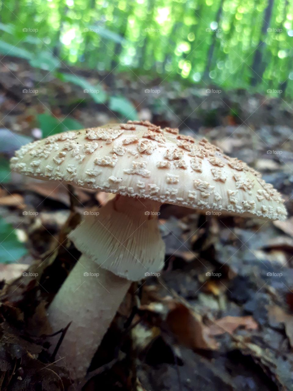 amanita flavorubens