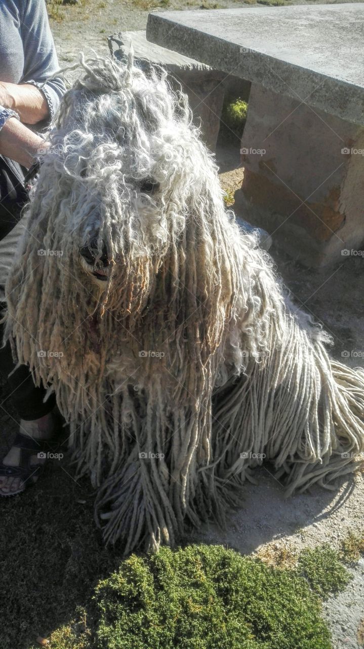 cane komondor